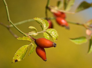 Нохойн хошуу